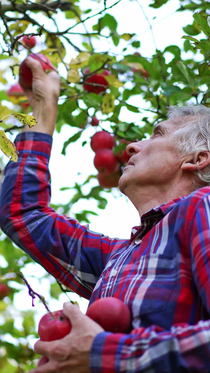Grey-haired man in checkered shirt picks red apples from a tree. Season of fruit harvesting in the garden. Blurred backdrop. Vertical video