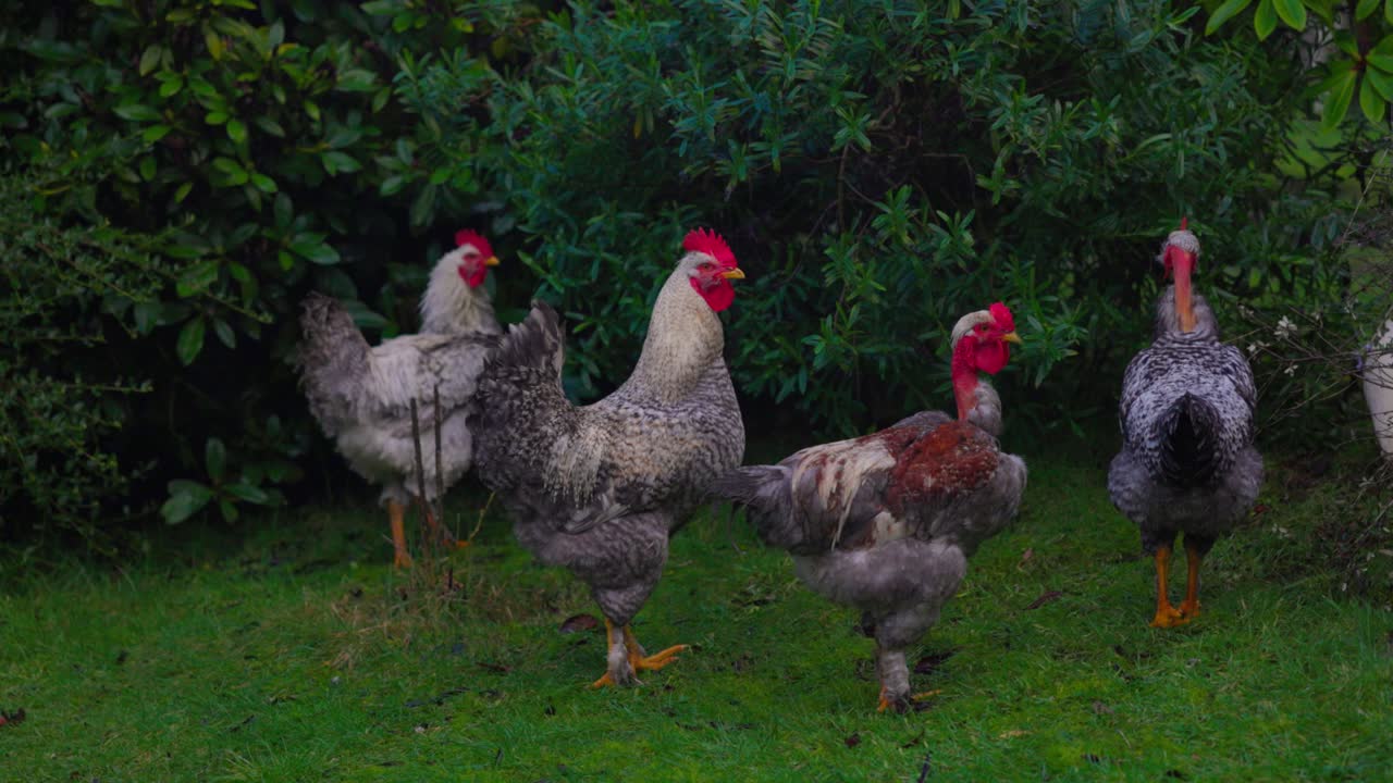 Chilean Chicken Rooster family in Castro, Chilo&eacute; south of Chile
