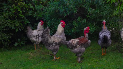 Chilean-Chicken-Rooster-family-in-Castro,-Chiloé-south-of-Chile