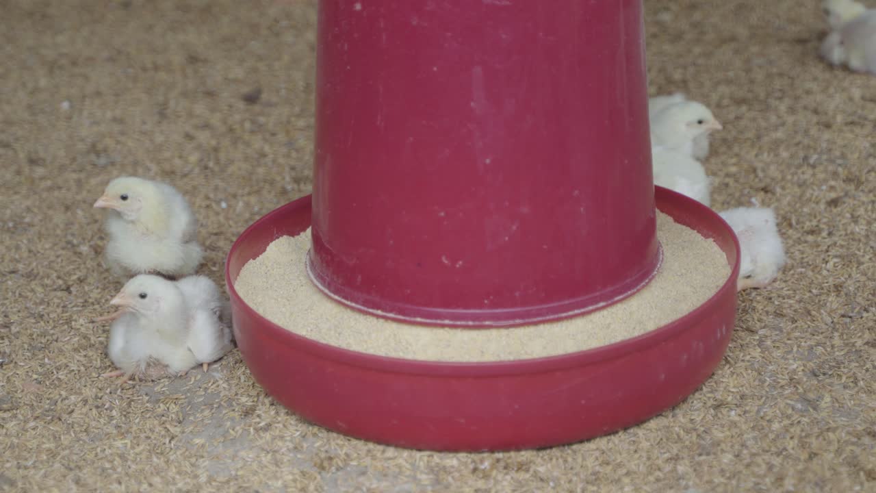 There are baby chickens in the poultry farm.