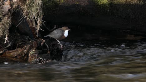 Dipper-perched-by-side-of-fast-rive,-highlands-Scotland