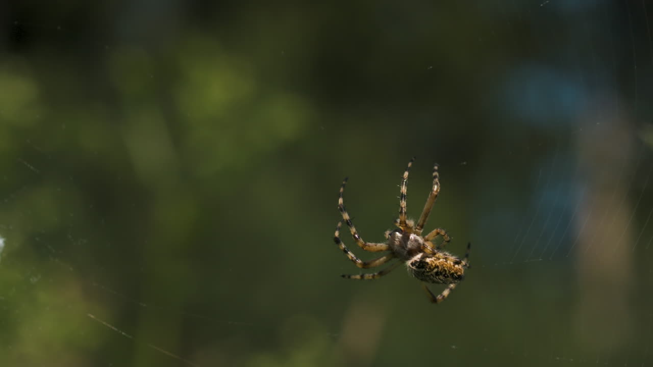 araña