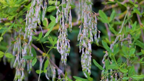 vainas de semillas muy peligrosas que cuelgan de una rama del árbol de laburnum común en un jardín campestre en el reino unido