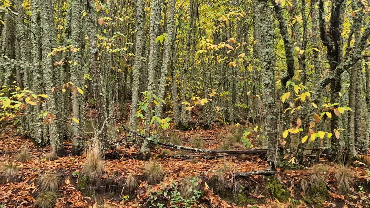 Dense autumn forest of silver birch trees in Sierra de Gredos, Spain. Textured trunks and vibrant yellow foliage capture the changing season and natural beauty of the mountain wilderness