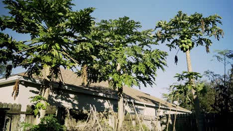 beautiful shot of 3 papaya trees in the distance full with papayas leaves blowing with blue sky and summer weather