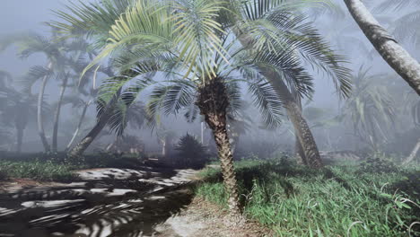 misty tropical forest path