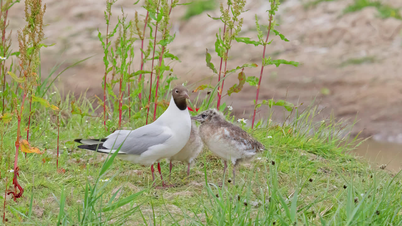 영국 링컨셔 해안 습지 에서 새끼 들 을 먹이는 검은 머리 메일