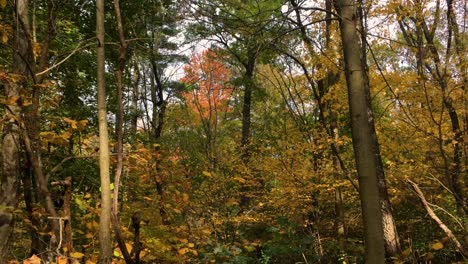 Autumn-among-the-bush-and-trees