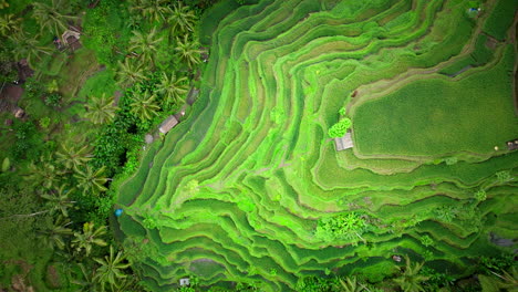 Above-View-Of-The-Ancient-Undulating-Layers-Of-Rice-Paddies-In-Tegalalang,-Ubud,-Bali-Indonesia