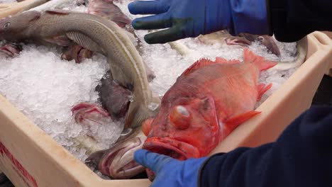 Entladen-Von-Fisch-Im-Hafen-Von-Grímsey-In-Island,-Wobei-Ein-Fischer-Die-Gefahr-Des-Roten-Fisches-Erklärt