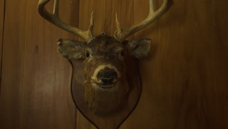 white tailed deer head taxidermy mount on old wooden wall, frontal straight on