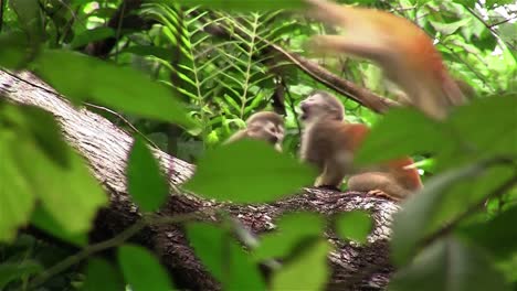 Monos-Araña-Juegan-En-Un-árbol-4