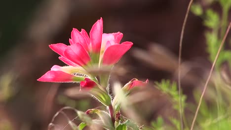 closeup of a pink texas wildflower