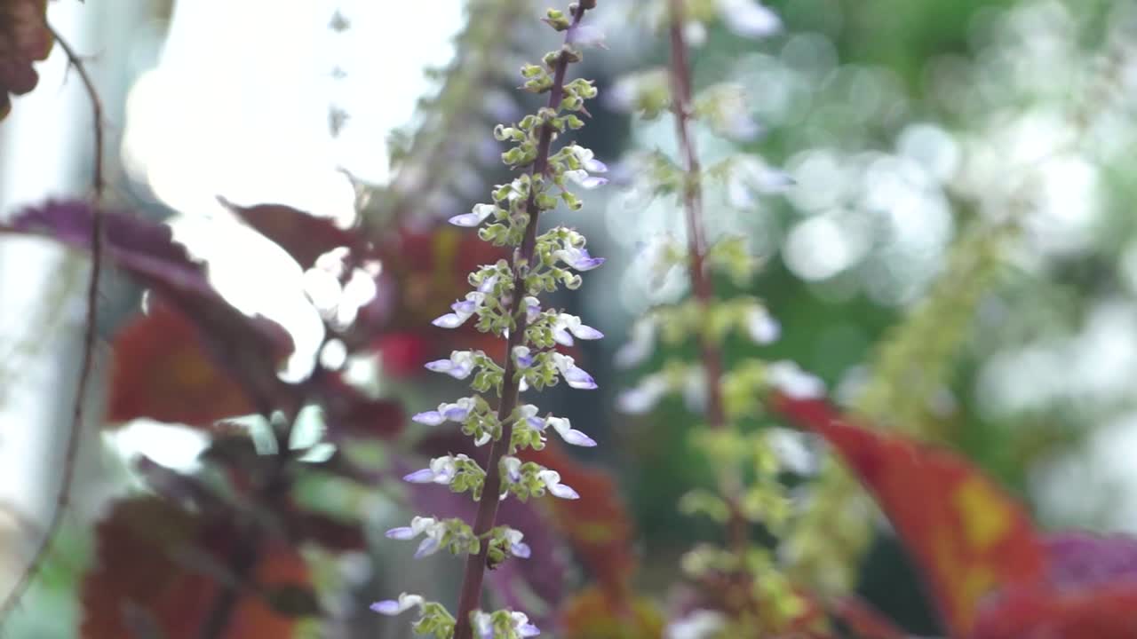 una flor que comenzó a crecer en el tallo de una rama que se llevó el viento