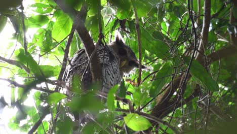 Seen-sleeping-and-opened-its-eyes-to-look-down-towards-the-camera