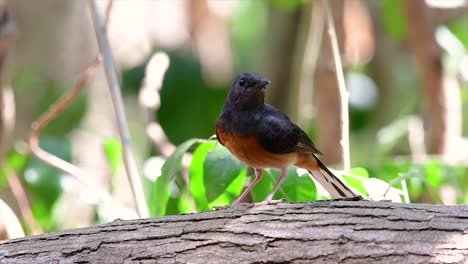 El-Shama-De-Rabadilla-Blanca-Es-Una-De-Las-Aves-Más-Comunes-En-Tailandia-Y-Se-Puede-Ver-Fácilmente-En-Los-Parques-De-La-Ciudad,-Tierras-De-Cultivo,-áreas-Boscosas-Y-Parques-Nacionales