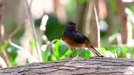 el shama de rabadilla blanca es una de las aves más comunes en tailandia y se puede ver fácilmente en los parques de la ciudad, tierras de cultivo, áreas boscosas y parques nacionales