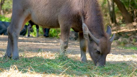 las vacas de raza nativa comiendo hierba en la granja de tailandia durante el día - primer plano