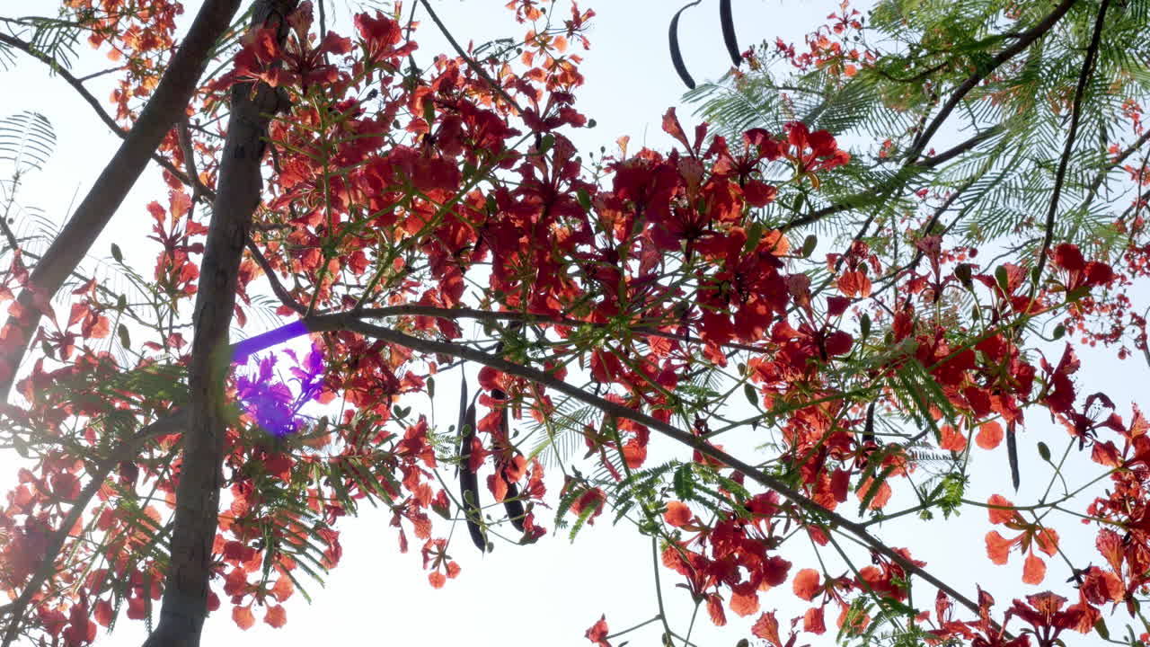 panorámica de la derecha a la izquierda del marco, mostrando las flores naranjas de un árbol de llama, delonix regia mientras los rayos del sol pasan a través de sus pétalos y hojas