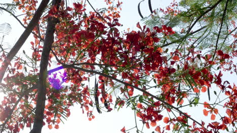 panning from the right to the left side of the frame, showing the orange flowers of a flame tree, delonix regia as the sun rays pass through its petals and leaves