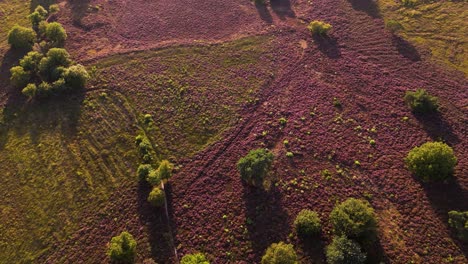 aerial view of heather landscape