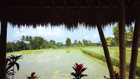 Un-Dron-Voló-Lenta-Y-Suavemente-A-Través-De-Una-Lujosa-Villa-Restaurante-Con-Vistas-A-Unos-Arrozales-En-Bali,-Indonesia