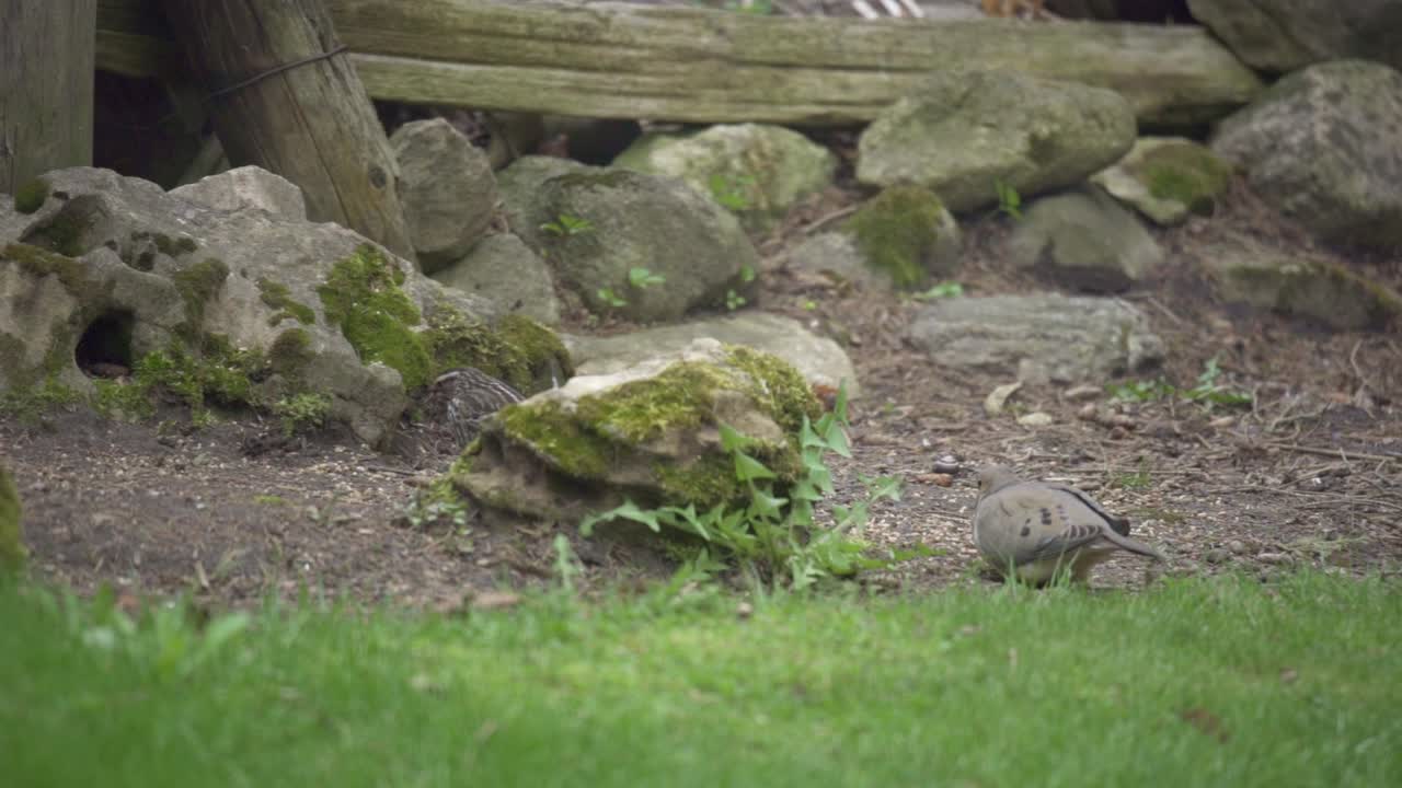 뒤뜰 정원에 있는 새와 검은 다람쥐의 슬로우 모션 샷