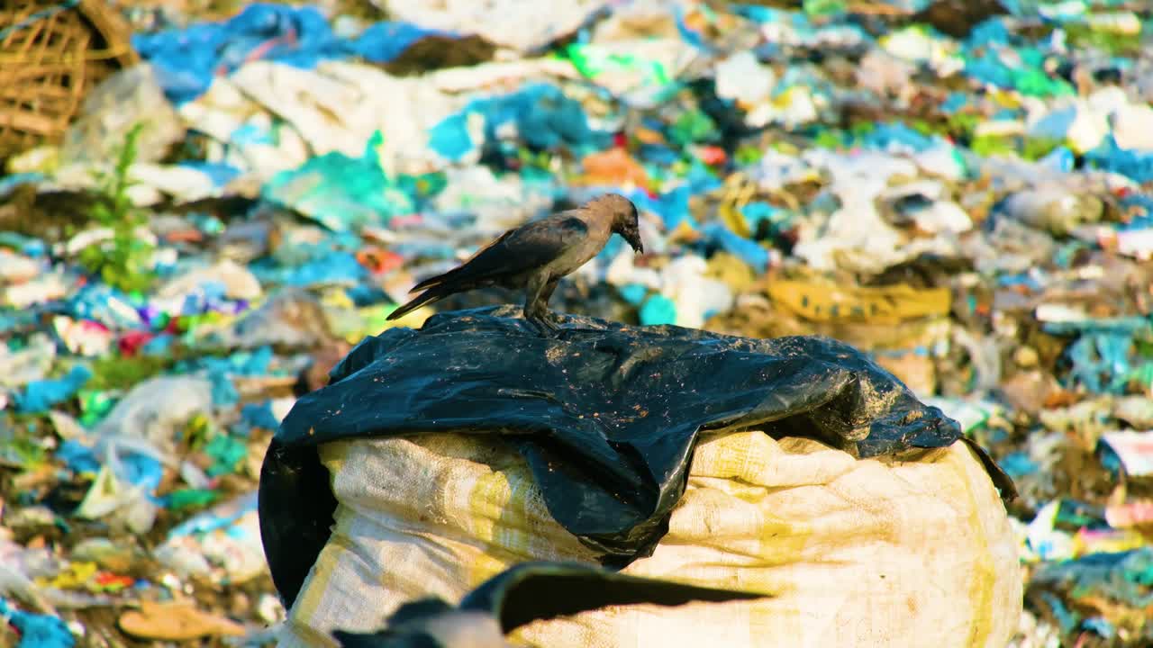 Black crow picking at landfill garbage scraps in discarded rubbish disposal