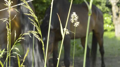 Zwei-Unscharfe-Pferde-Beim-Fressen,-Während-Sich-Das-Gras-Im-Vordergrund-Im-Wind-Bewegt