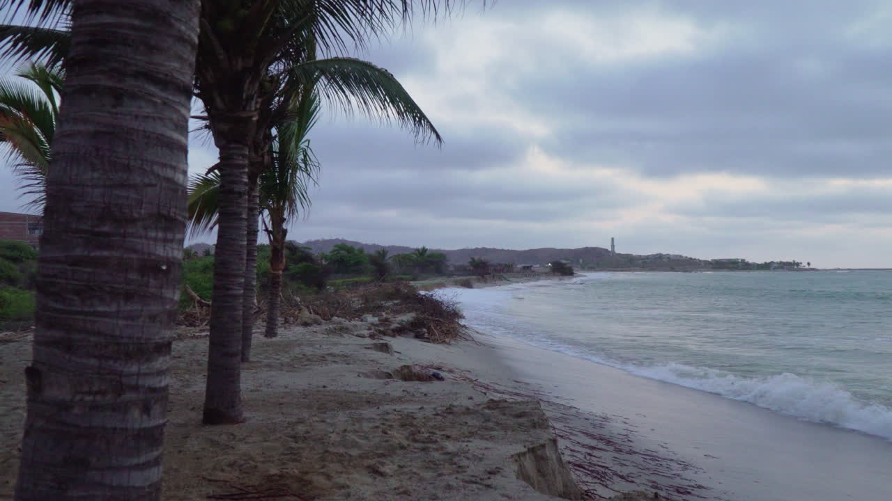 se han plantado varias palmeras en la arena de tumbes, la playa de zorritos en perú, donde sube la marea en un día nublado