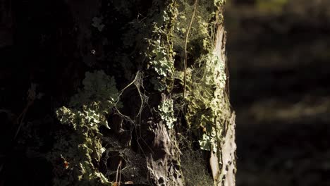 4k some cob webs in and old pine tree trunk full of moss