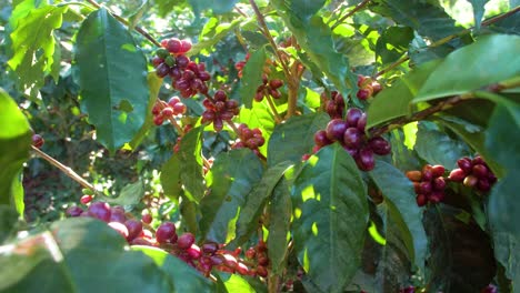 a coffee plant filled with red ripe coffee beans fruit in a windy field