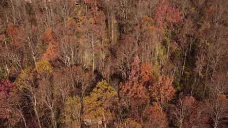 Hermosa-Vista-Superior-Del-Bosque-De-Montaña-De-Señal-En-La-Base-Del-Acantilado-En-Chattanooga-Tn-En-Estados-Unidos