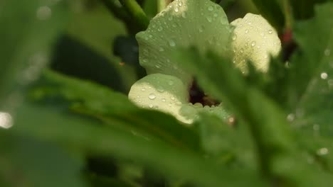 ladyfinger vegetable flower` and leaf