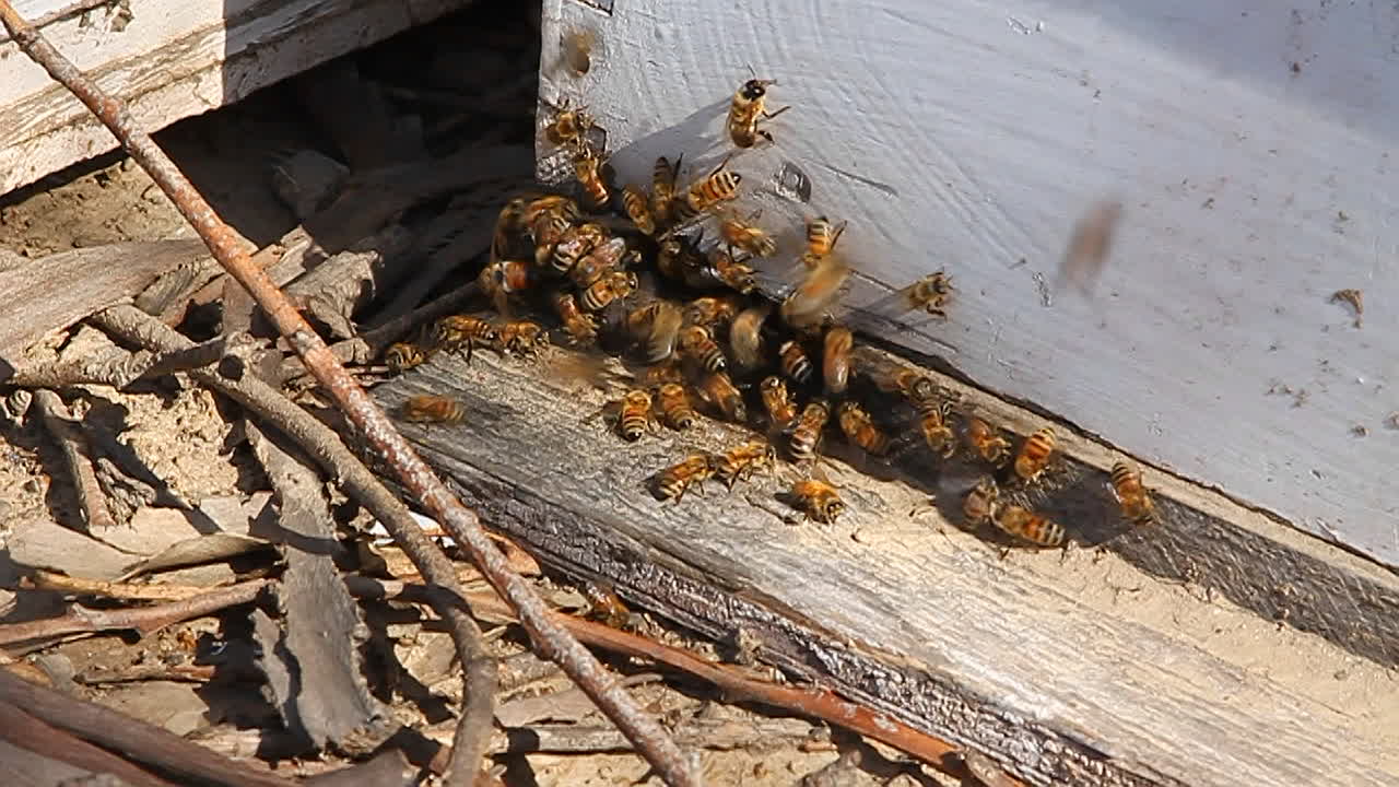 꿀벌은 나무 주위에 떼