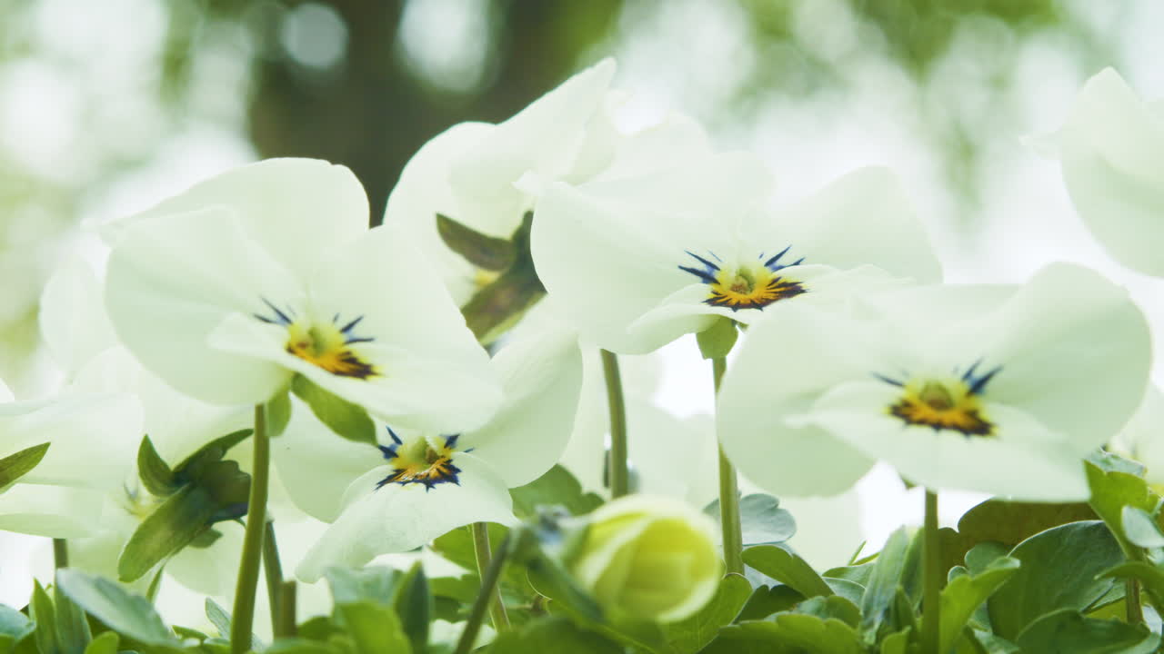 Macro shot of white violets shaking in the wind. Nice depth of field and bokeh