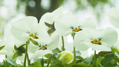 macro shot of white violets shaking in the wind. nice depth of field and bokeh