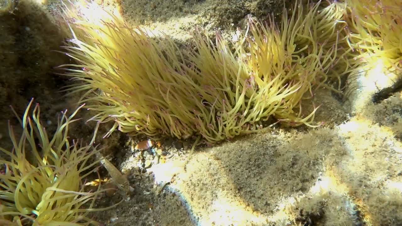 anémona de la serpiente mediterránea, anemonia sulcata ondulando en la corriente en aguas poco profundas cerca de la costa