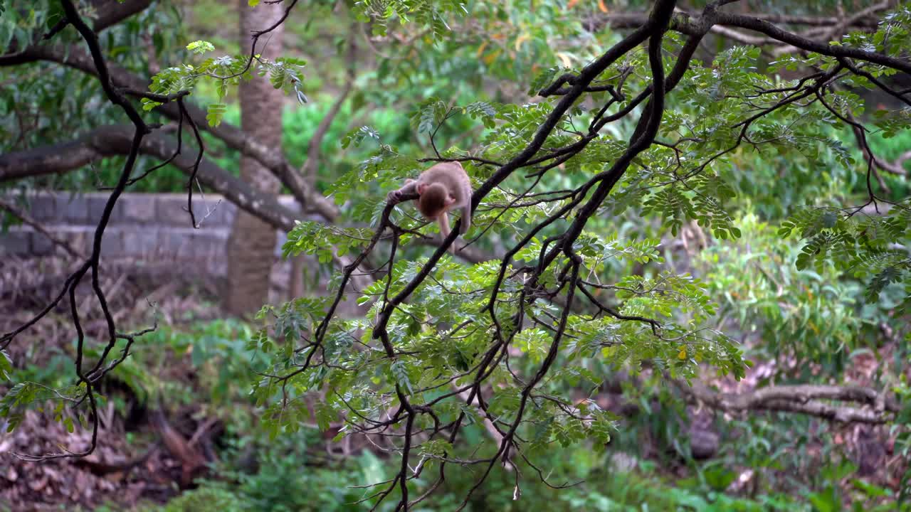 one baby monkey hanging on tree
