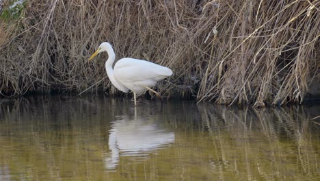 Silberreiher-Oder-Reiherreflexion-Im-Wasser-Des-Stehenden-Sees