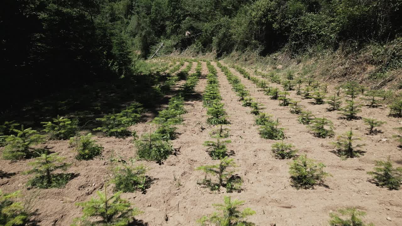 plantación de árboles de navidad viladrau, en montseny, cataluña, españa, desde el aire