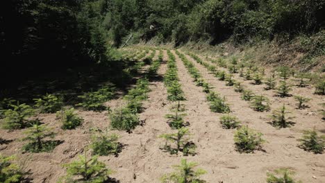 Weihnachtsbaumplantage-Viladrau,-In-Montseny,-Katalonien-Spanien,-Luftaufnahme