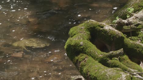 Baumwurzeln-Und-Moos-Am-Wissahickon-Creek