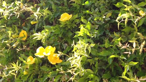 pan from the edge of climbing cat's claw vine and yellow flowers along a sun lite wall