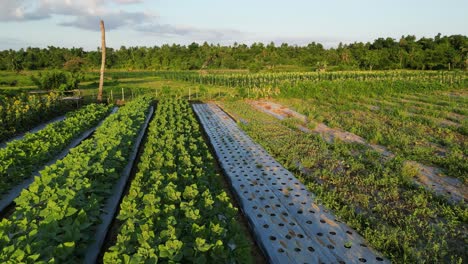 file di verdure e piantine in una fattoria di virac, catanduanes, filippine, ripresa da drone aereo