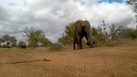 a low angle view of a curious baby elephant as it investigates the camera