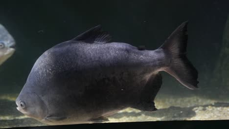 pacu fish in aquarium