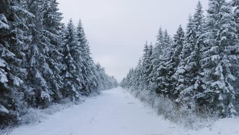 Aerial-footage-of-trees-covered-with-snow,-Nordic-woodland-pine-tree-forest,-calm-overcast-winter-day,-wide-drone-shot-moving-forward-low