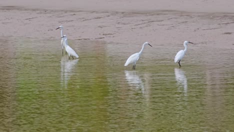 Gruppe-Kleiner-Reihervögel,-Die-Fische-Im-Salzigen-Meerwasser-Am-Sandstrand-Angeln