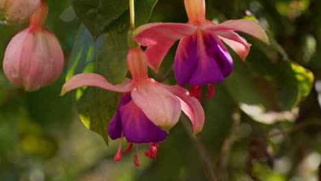 Pan-across-gorgeous-pink-purple-red-flowers-with-petals-opening-and-sepals